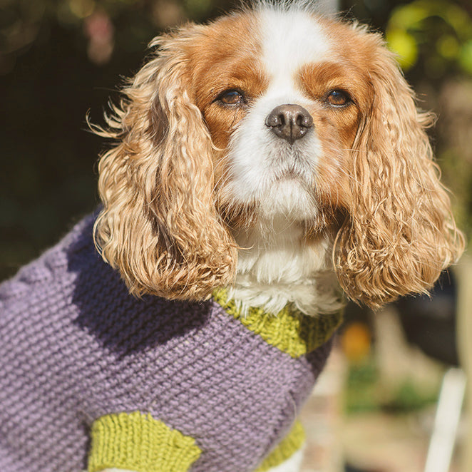 MADE TO ORDER Scottish Hand-Knit Slip-On Dog Sweater