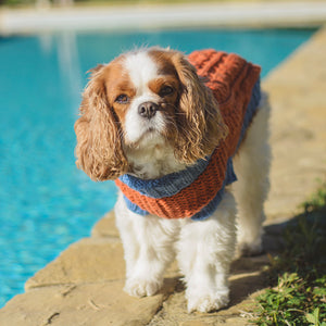 MADE TO ORDER Scottish Hand-Knit Slip-On Dog Sweater