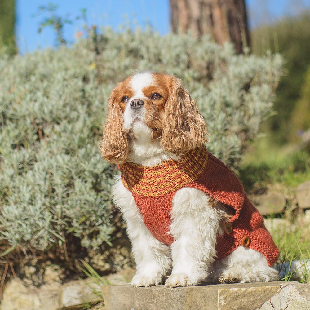 MADE TO ORDER Scottish Hand-Knit Buttoned Dog Sweater